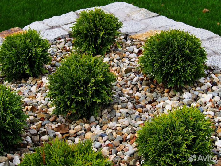 Туи Брабант,Даника,Вудварди