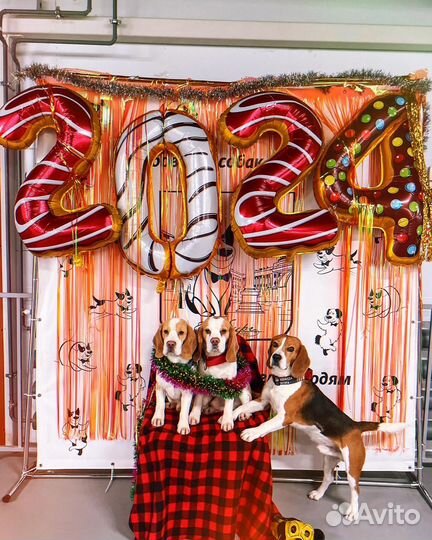 Собака для фотосессии. Бигль