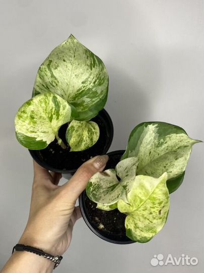 Сциндапсусы эпипремнумы