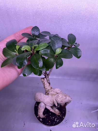 Фикус микрокарпа гинсенг