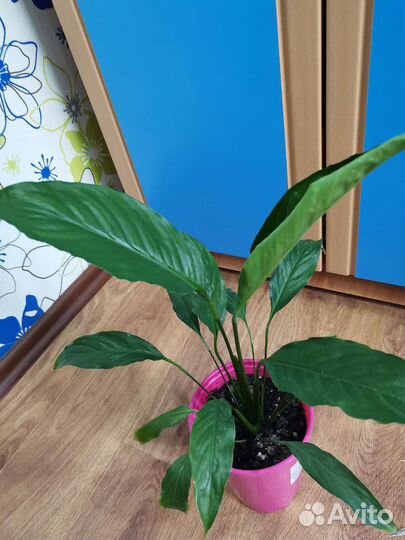 Спатифиллум. Цветок комнатный - Женское счастье