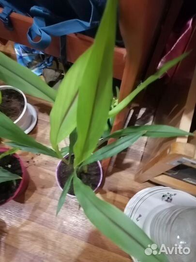 Куркума Новинка Экзот -лучше орхидеи