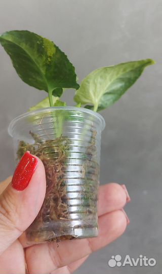 Сингониум Яичница