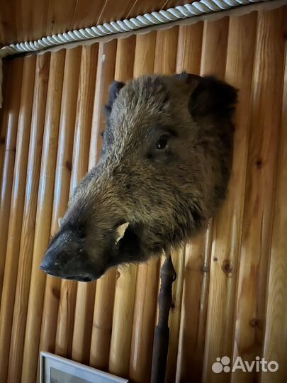 Продается чучело кабана