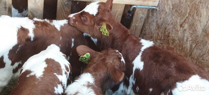 Телята доставка