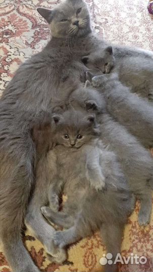 Британские котята