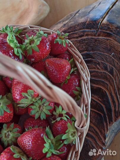 Рассада клубники оптом