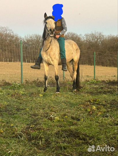 Лошадь кобыла