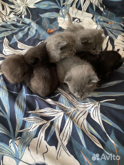 Котята британцы