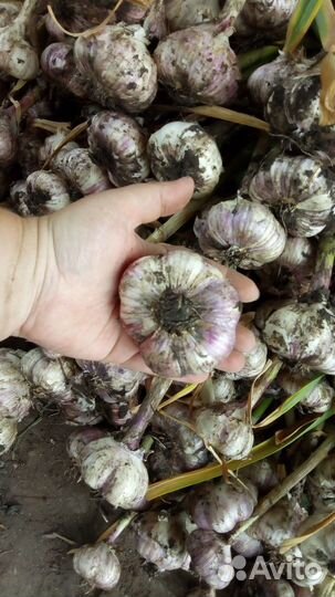 Чеснок 10 сортов озимый сортовой