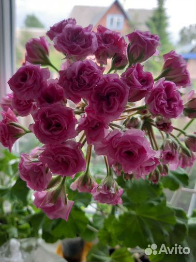 Пеларгония герань сортовая