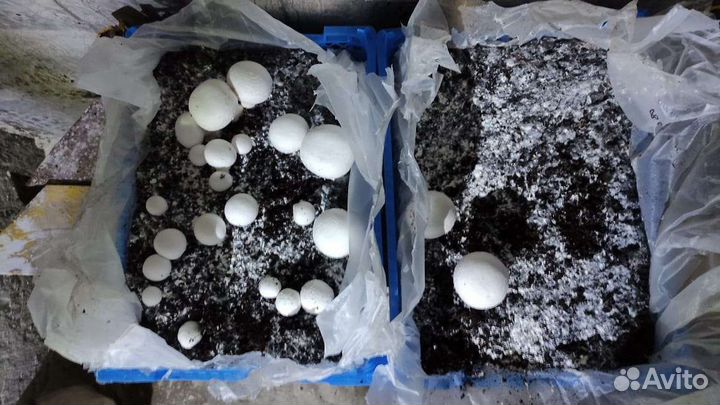 Субстрат (компост) Шампиньонов