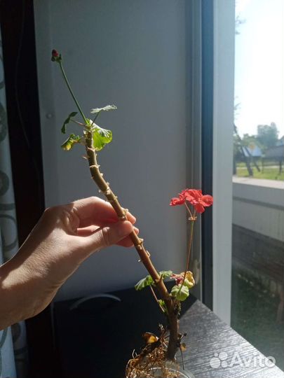 Китайская роза, герань, денежное дерево