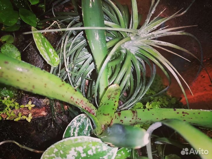 Неорегелии