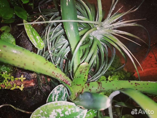 Неорегелии