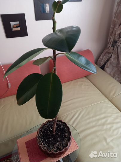 Фикус Эластика Чёрный принц