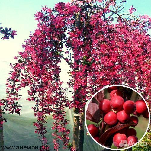 Экзотические яблони в ассортименте