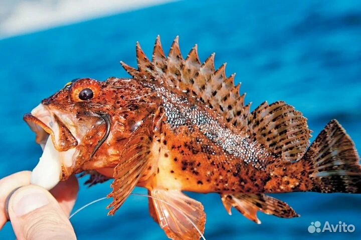 Продам с/м рыбу черноморский ерш и др. море продук