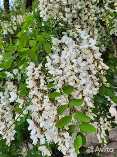 Чистейший мед Белой Акации