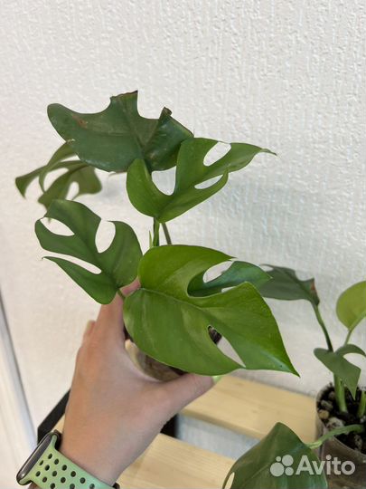 Рафидофора Монстера минима