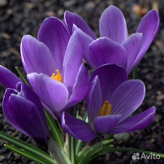 Крокусы крупноцветковые на осень