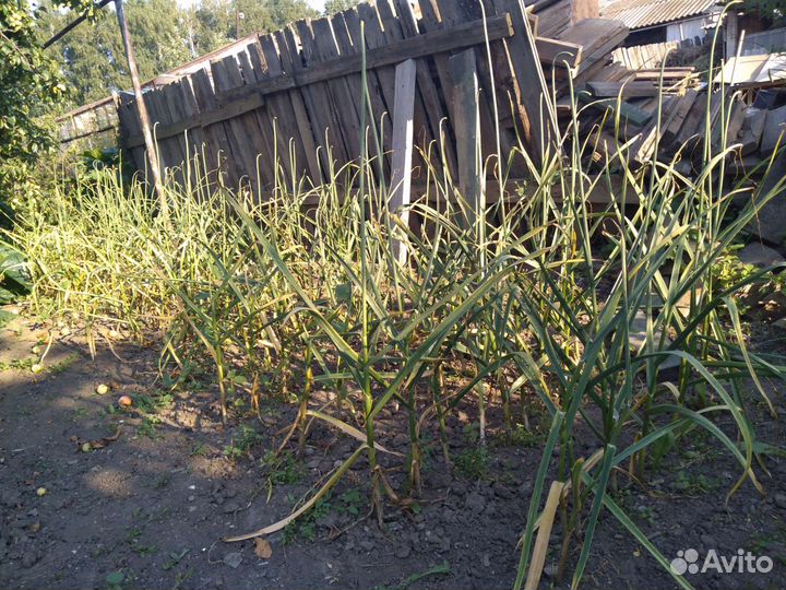 Чеснок озимый