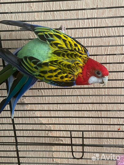 Попугай розелла