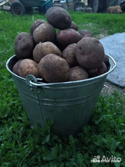 Продам картофель