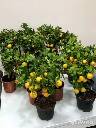 Мандариновое дерево