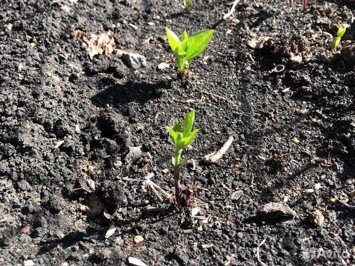 Клематис мелкоцветковый белый