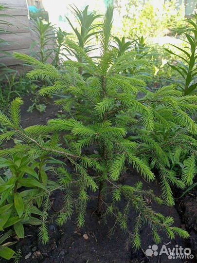 Сибирская ель