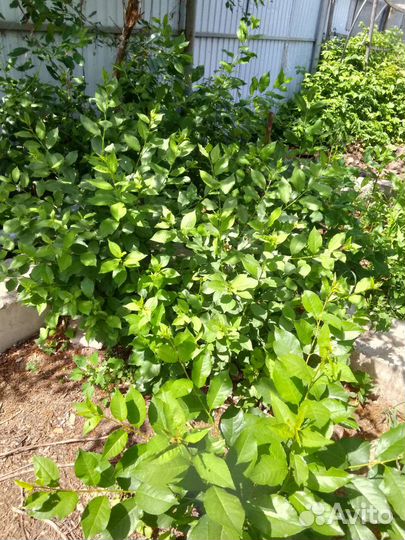 Саженцы вишни