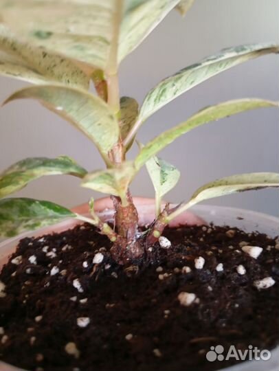 Фикус шривериана