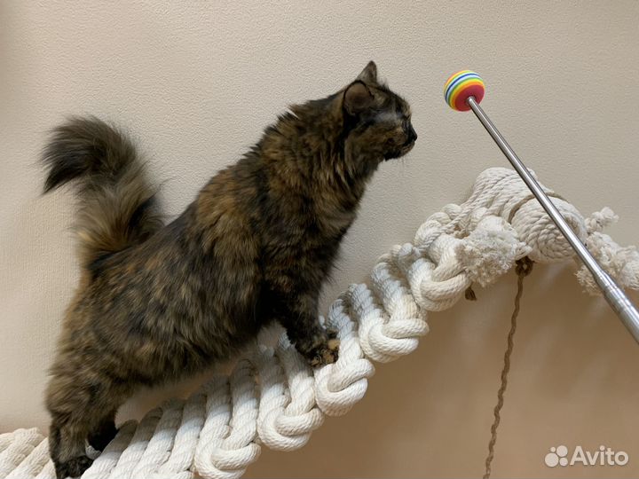 Зоопсихолог по кошкам Фелинолог Дрессировка кошек