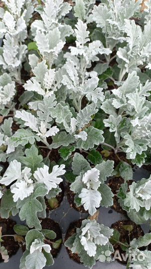 Саженцы цинерария