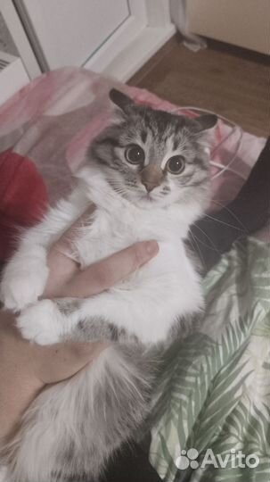 Сибирская кошка