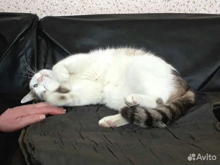 Кот бесплатно в добрые руки