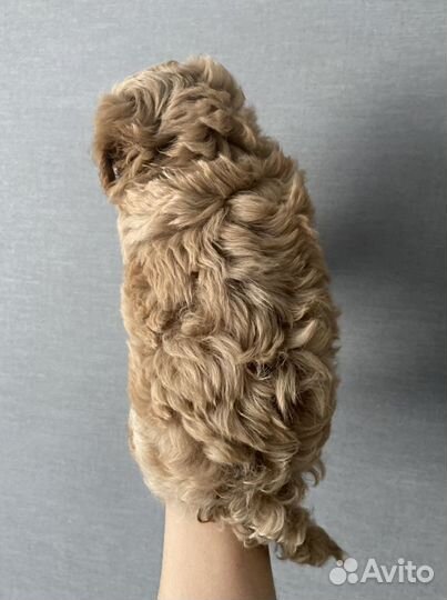 Мальтипу мини f1