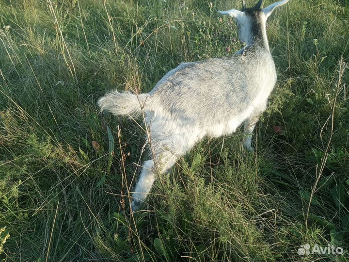 Козлята(девочки)