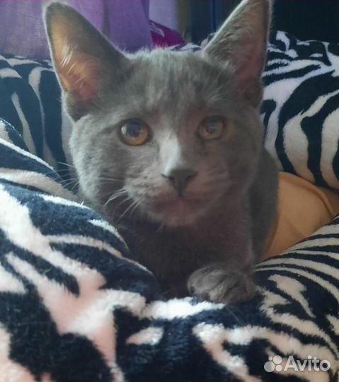 Русская голубая кот на вязку