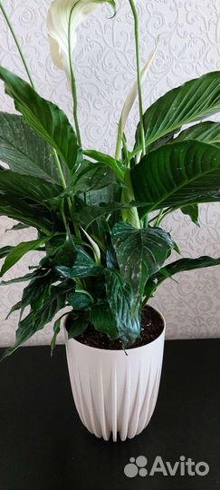 Спатифиллумы в ассортименте