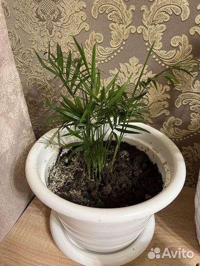 Пальма хамедорея