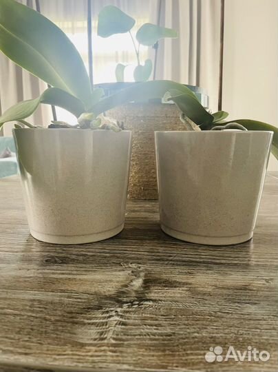 Домашние цветы и горшки