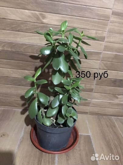 Комнатные цветы толстянка