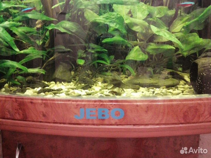 Аквариумные рыбы