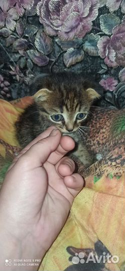 Шотландские котята