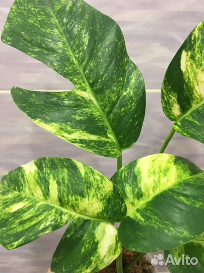 Домашние растения