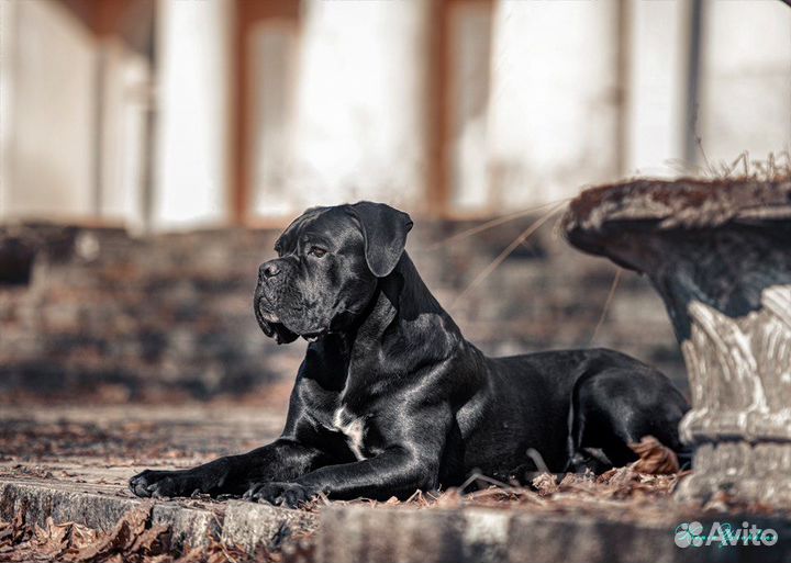 Кобель вязка кане корсо