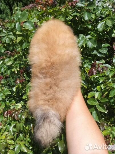 Рыжий топтыжка Померанский шпиц