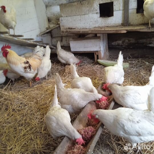 Куры несушки